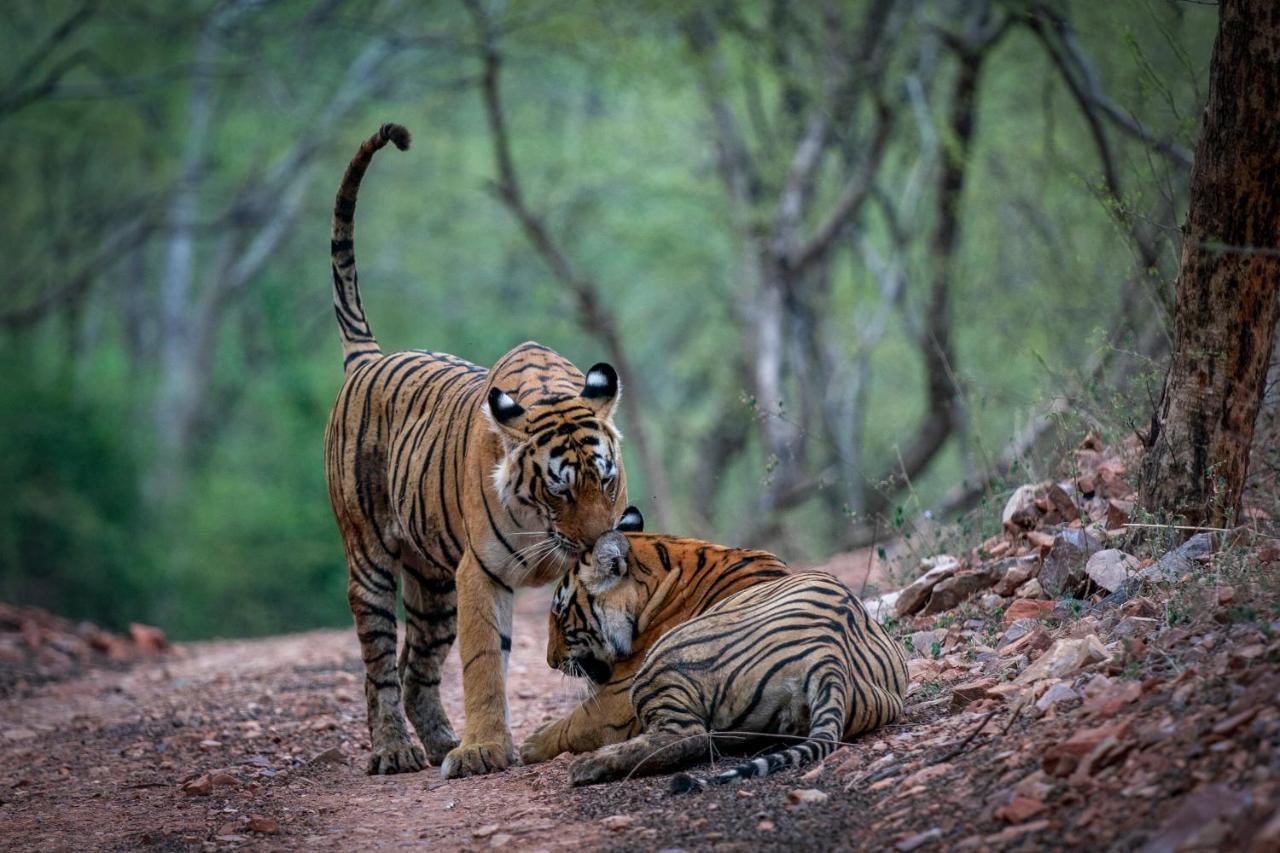 Raj Palace Resort Sawai Madhopur Esterno foto